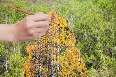 brush paints yellow autumn birch in green grove clipart