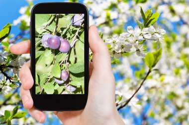 photo of ripe plums on tree with blossoms