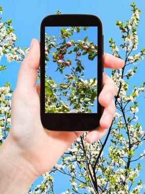 photo of apples on twig with blossoms and blue sky