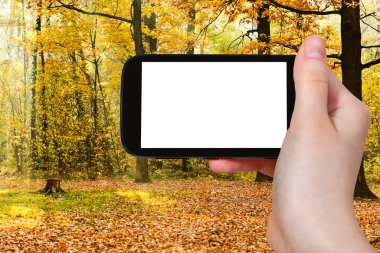 phone and oak grove illuminated by sun in autumn