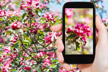 Fotoğraf smartphone cep telefonu ile elma ağacının pembe çiçekleri