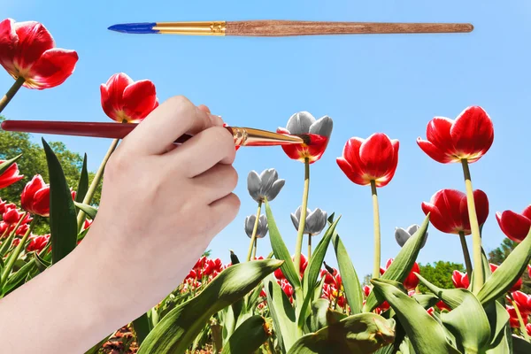 Pennello dipinge fiori di tulipano in colore rosso — Foto Stock