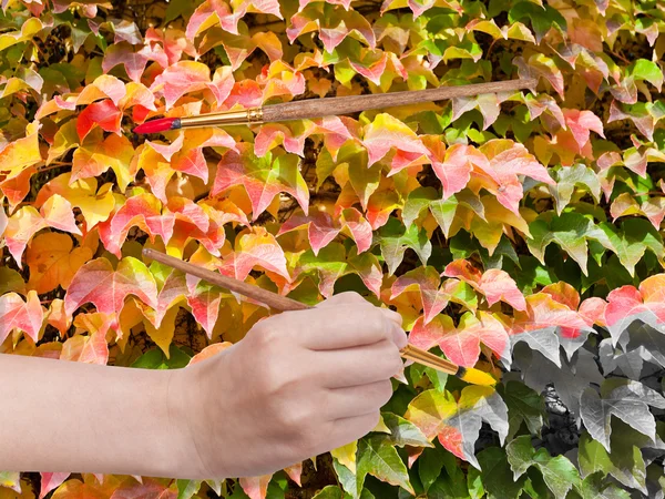 Пензлик фарбує листя плюща восени — стокове фото