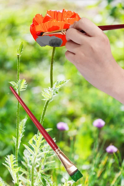 Pinceles pinta flor de amapola roja — Foto de Stock