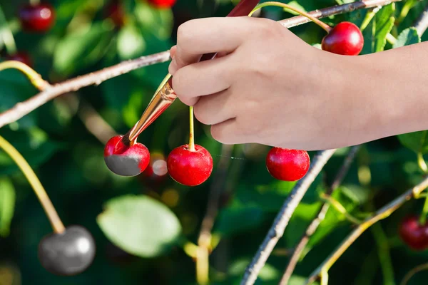 Hand with paintbrush paints red ripe cherry — Stock Photo, Image