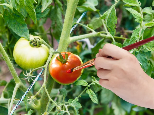 Boya fırçası kırmızı ripe domates Bahçe boyalar — Stok fotoğraf