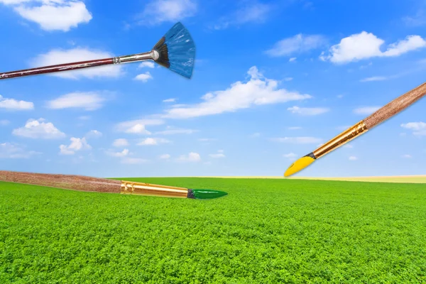 Paintbrushes on green lucerne field under blue sky — 图库照片