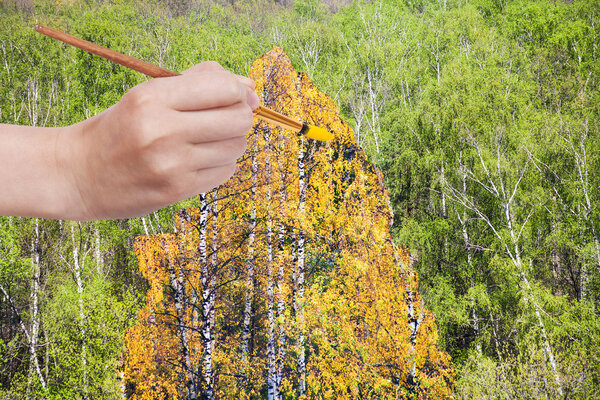 brush paints yellow autumn birch in green grove