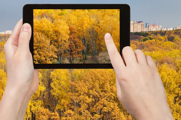 Imagen de maderas amarillas en otoño en tableta pc — Foto de Stock