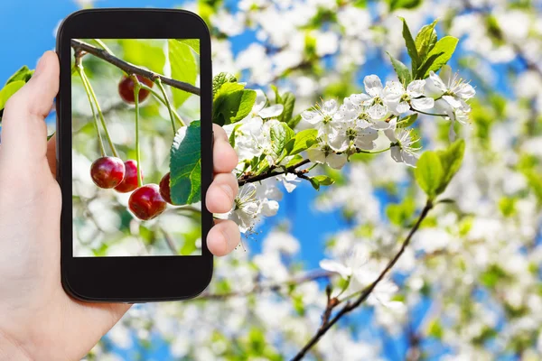 Immagine di ciliegio maturo su ramoscello con fiori bianchi — Foto Stock