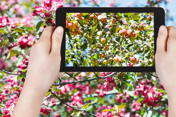 Photo of ripe pink apples on tree with blossoms — Stockfoto