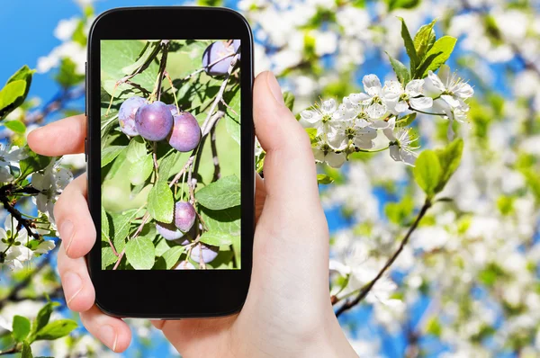 Foto de ameixas maduras na árvore com flores — Fotografia de Stock