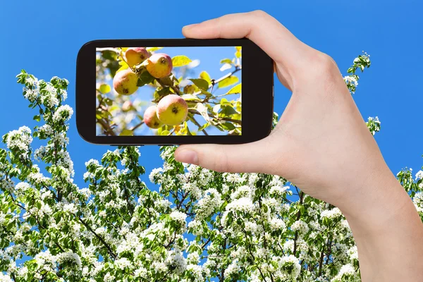 Photo of apples on tree with blossoms and blue sky — ストック写真