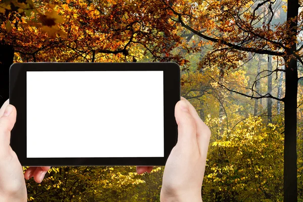 Tablet pc s výřez obrazovky a podzimní Les — Stock fotografie
