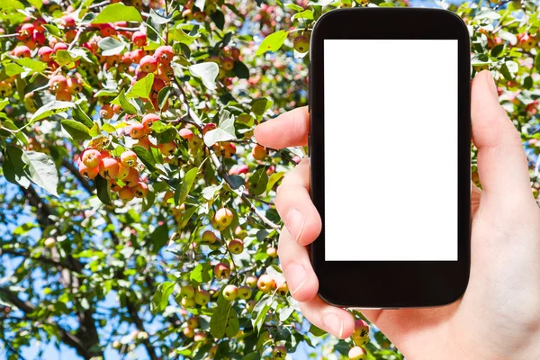 Smartphone y frutas maduras de manzana en el árbol — Foto de Stock