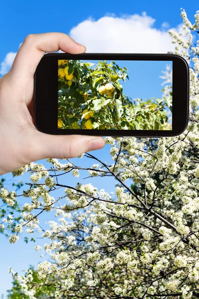 Foto de maçãs amarelas maduras em árvore com flores — Fotografia de Stock