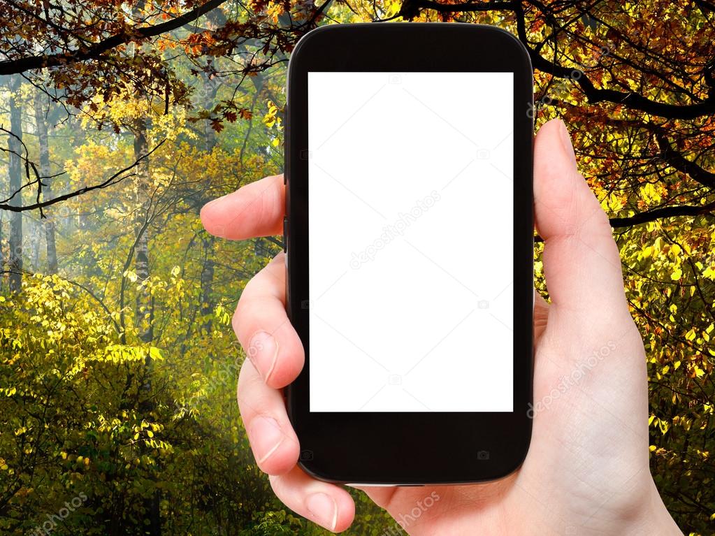 smartphone with cut out screen and autumn woods