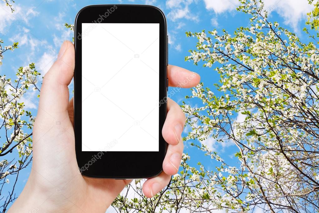 smartphone and blossoming cherry tree and blue sky