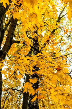 Akçaağaç ağacının koyu sarı yaprakları yağmurlu bir sonbahar gününde şehir parkında.
