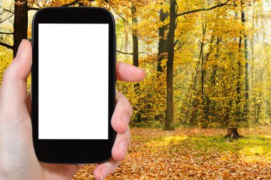 Smartphone ve sonbahar ormanda güneş ışınları