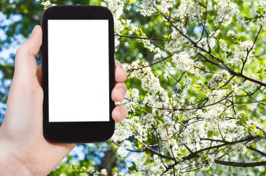 Smartphone ve kiraz bahar çiçekleri