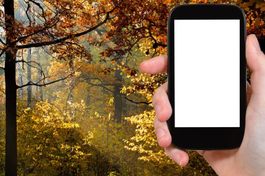 Smartphone ve orman sonbahar güneş tarafından aydınlatılmış