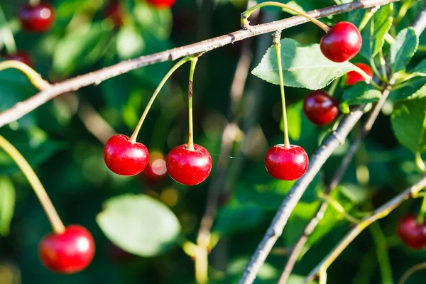 Several red cherry on tree branch — Stock Photo, Image