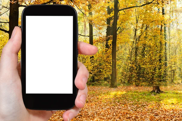 Smartphone en zonnestralen in herfst bos — Stockfoto