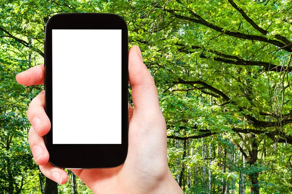 Смартфон і зелені гілки дуба в літньому лісі — стокове фото