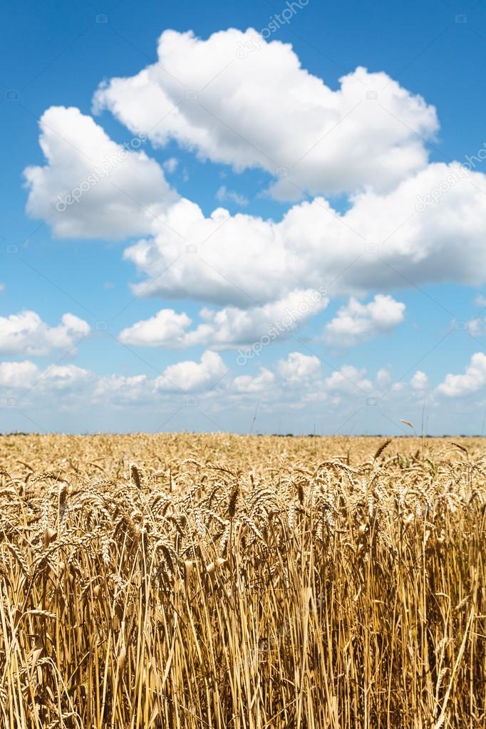 ears of ripe wheat in summer field under blue sky