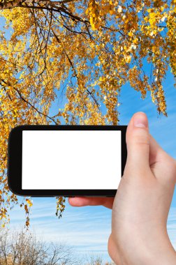 sonbahar yaprakları ile smartphone ve birch twigs