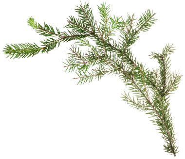 bir basit taze dal Noel ağacının
