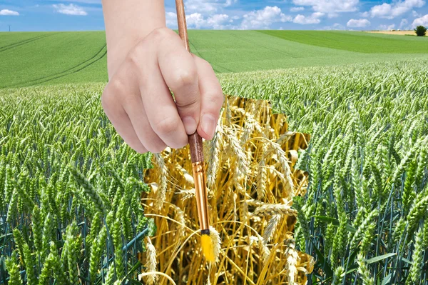 Paintbrush draws ripe ears of wheat in green field — Stock Photo, Image