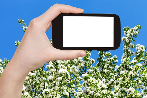 Smartphone en de lente bloeiende boom en de blauwe hemel — Stockfoto