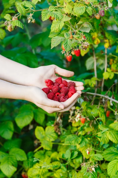 Harvesting - fistful of ripe raspberries — Stock Photo, Image