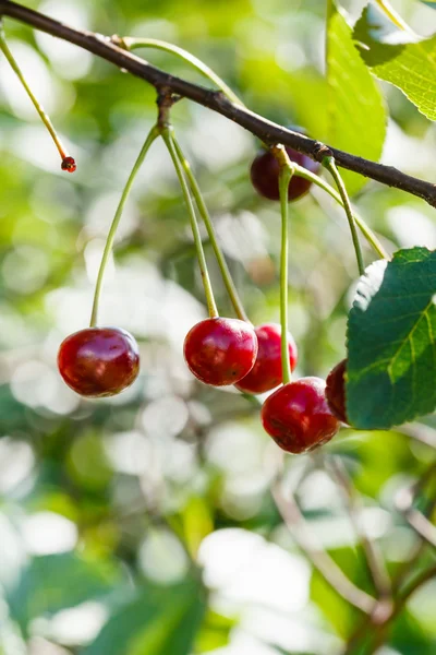 Twig with several red cherry close up — Stock Photo, Image