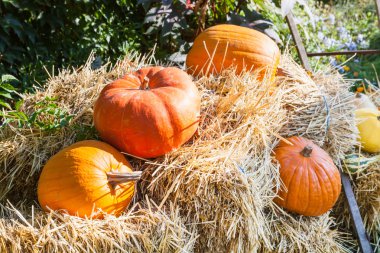 saman sonbahar bahçesinde üzerinde olgunlaşmış kabaklar