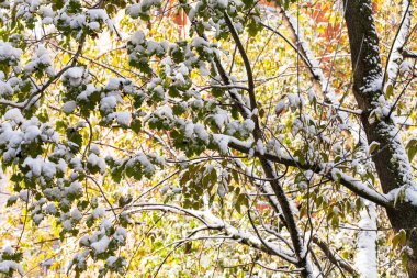 ağaç dalları sonbaharın ilk kar