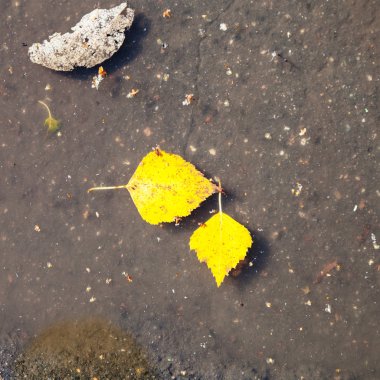 Gölde yüzen iki sarı düşmüş huş ağacı yaprakları