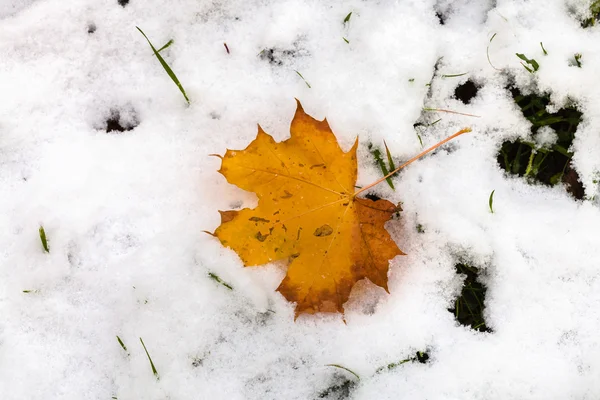Fallen maple leaf on lawn covered by first snow — Stock Photo, Image