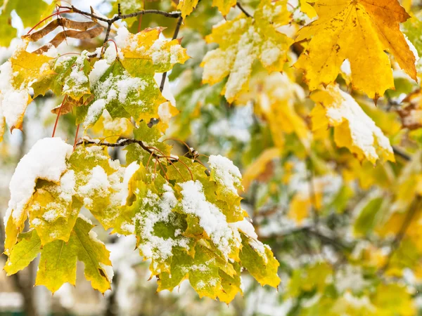 First snow on yellow leaves of maple tree close up — Stock Photo, Image