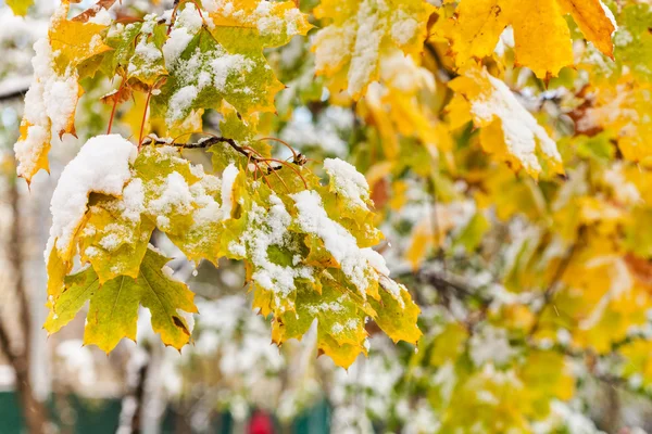 First snow on yellow leaves of maple tree — Stock Photo, Image