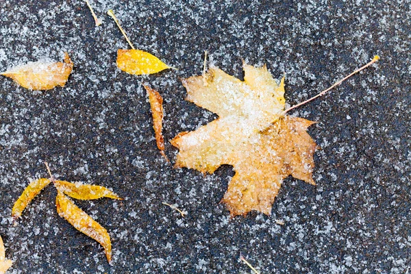 Foglie arancioni congelate cadute sotto la prima neve — Foto Stock