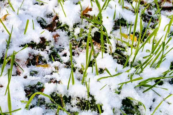 Hierba verde en el césped bajo la primera nieve en otoño —  Fotos de Stock