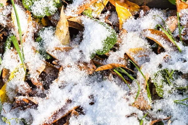 Fallen leaves and green grass under first snow — Stock Photo, Image