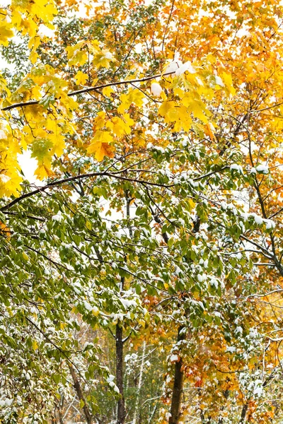 Yellow and green leaves under first snow in autumn — Stock Photo, Image