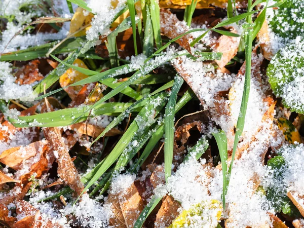 Hierba y hojas caídas de cerca bajo la primera nieve —  Fotos de Stock