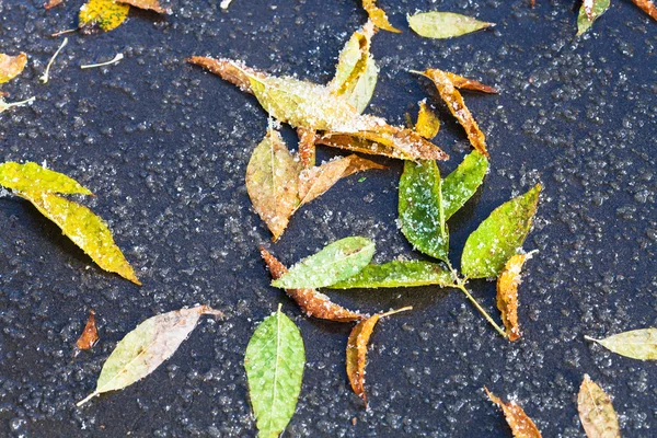 Serapilheira na poça de derreter primeira neve — Fotografia de Stock