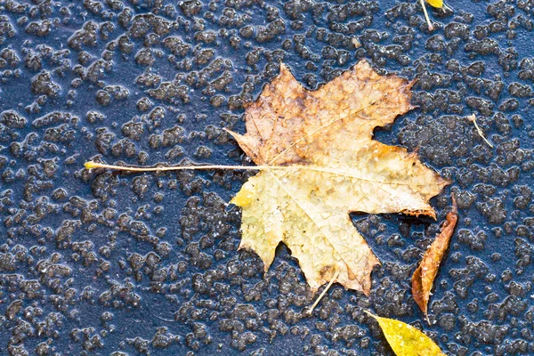 Mapple blad i pöl från smältande första snö — Stockfoto