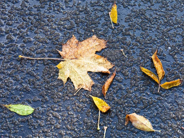Опале листя в танення перший сніг восени — стокове фото